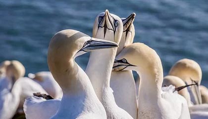 财富观 | 金价或迎来六年最大跌幅，抛售潮何时结束？