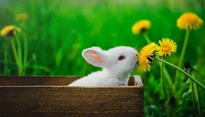 “三姐妹给父亲上坟被炸身亡案”家属最新发声：直播时2次遭死亡威胁，“请帮我保住最后一个妹妹”；警方已立案侦查